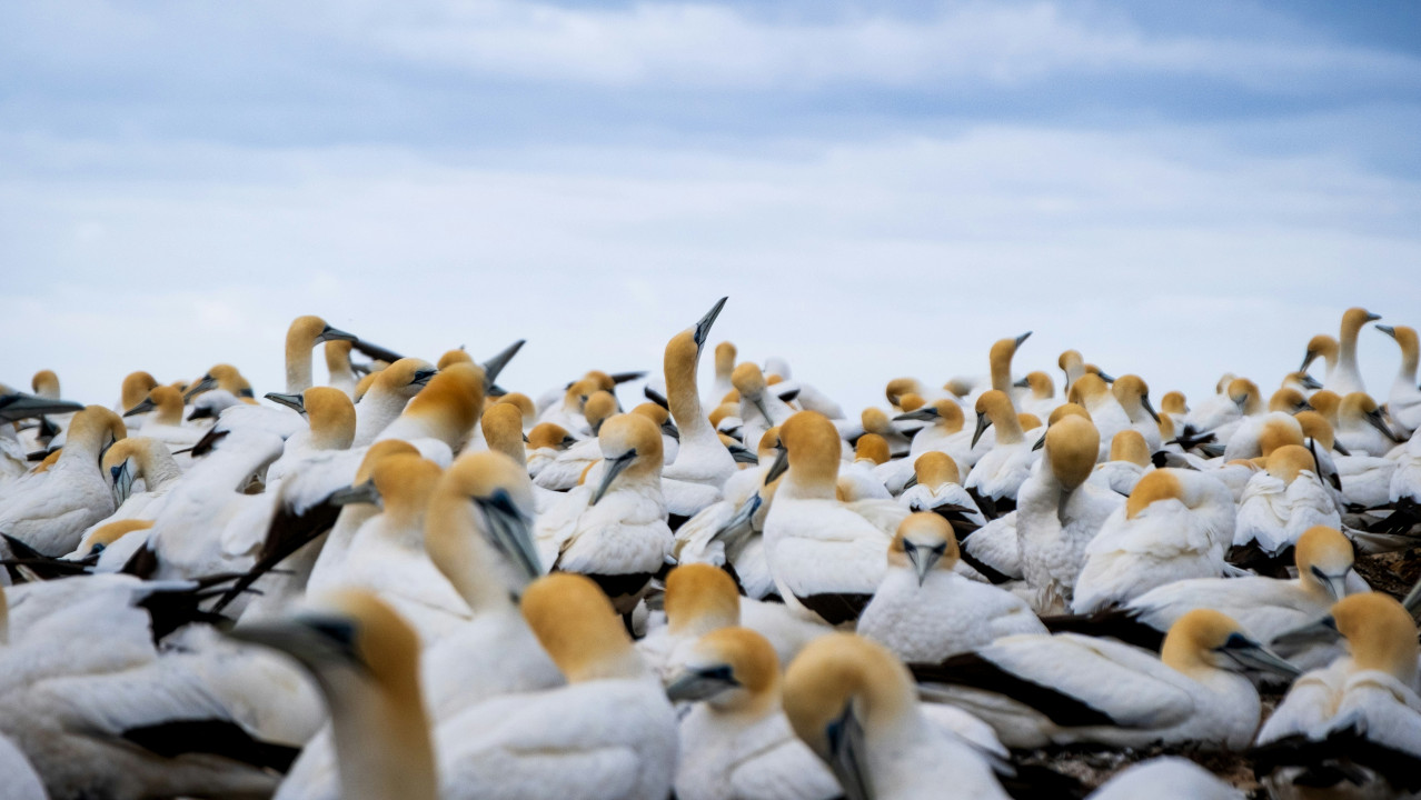 Gannets at Cape Kidnappers